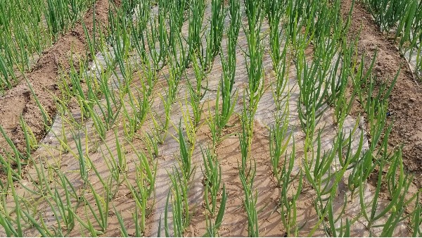河北邢臺10畝長白蔥種植案例