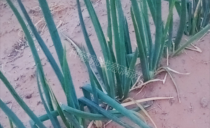 禹先生沙地蔥田長勢好轉