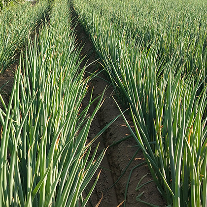 種大蔥用什么肥料好