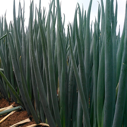 種大蔥用什么肥料好