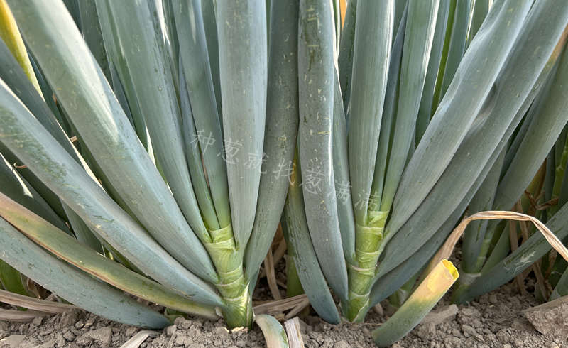 美白晚抽拔節(jié)