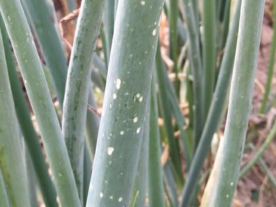 大蔥灰霉病解決方案