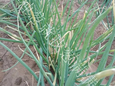 大蔥疫病解決方案