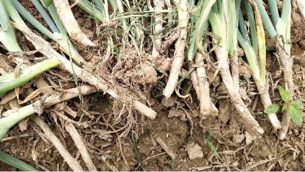 大蔥種植技術(shù)：大蔥漚根現(xiàn)象的癥狀和原因是什么？如何防治？