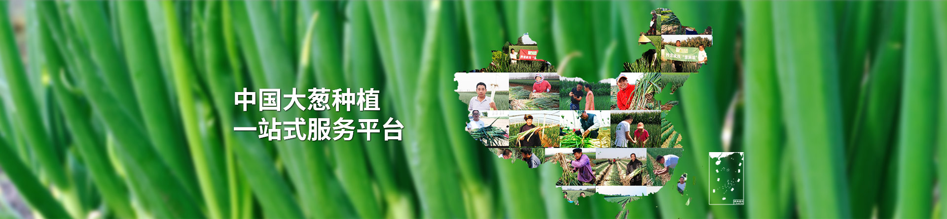 蔥滿滿一站式服務平臺