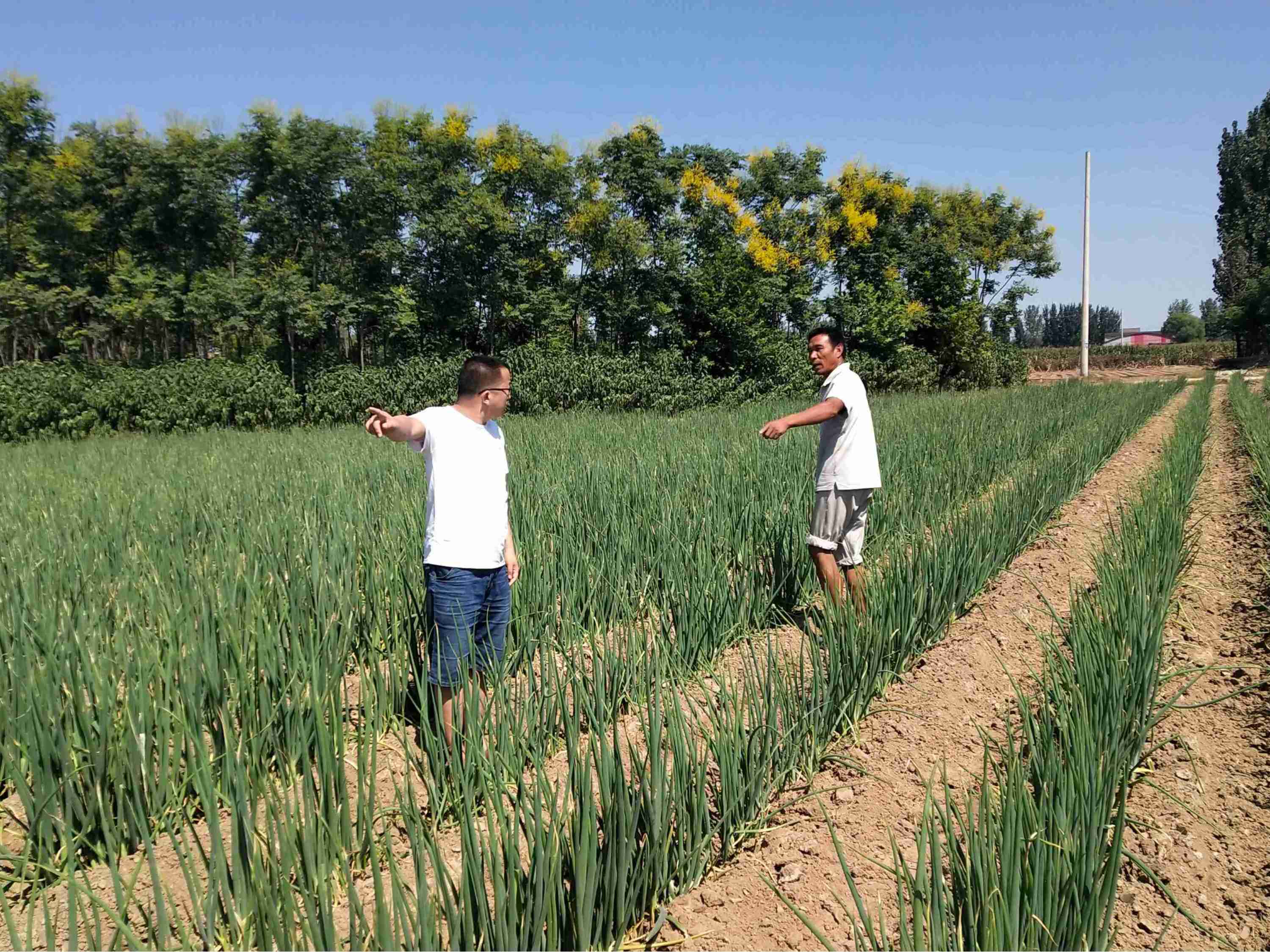 大蔥重茬種植技術