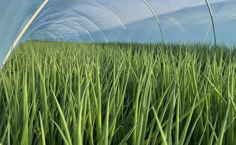 小拱棚蔥苗實拍