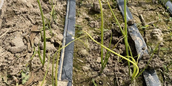 您的蔥苗正在慢性自殺，苗黃苗弱防治莫大意