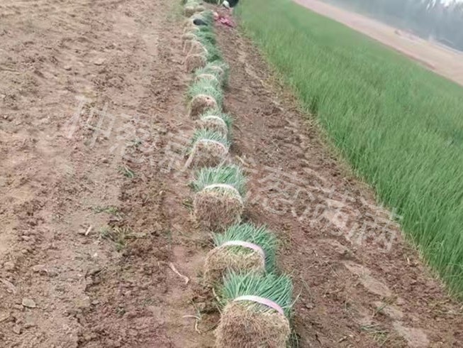 一畝蔥苗可以移栽多少畝地