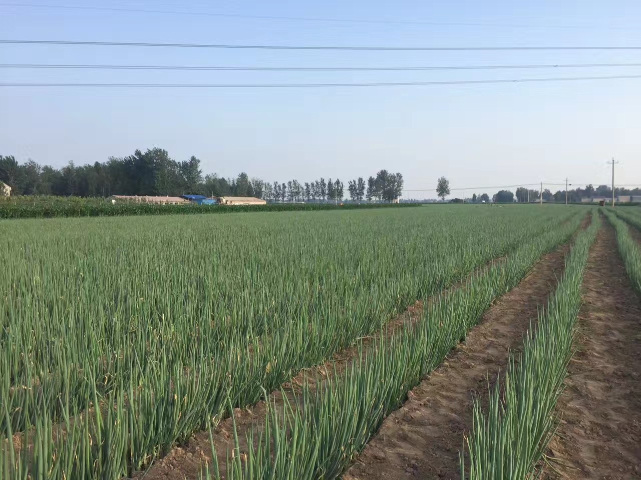 大蔥種植技術(shù)