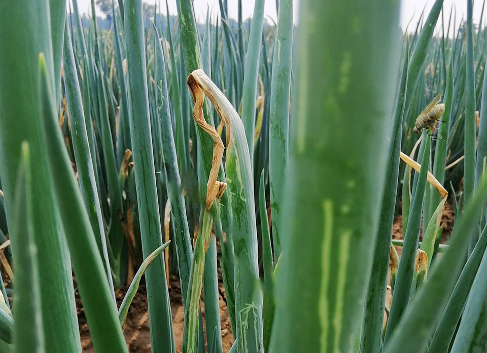 大蔥蟲害解決方案 大蔥蟲害解決方案