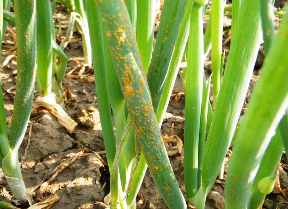 大蔥病害解決方案 大蔥病害解決方案