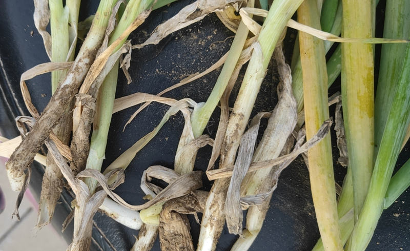 大蔥根腐病圖片