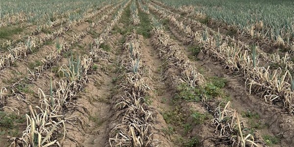 連續降雨對大蔥產量的影響