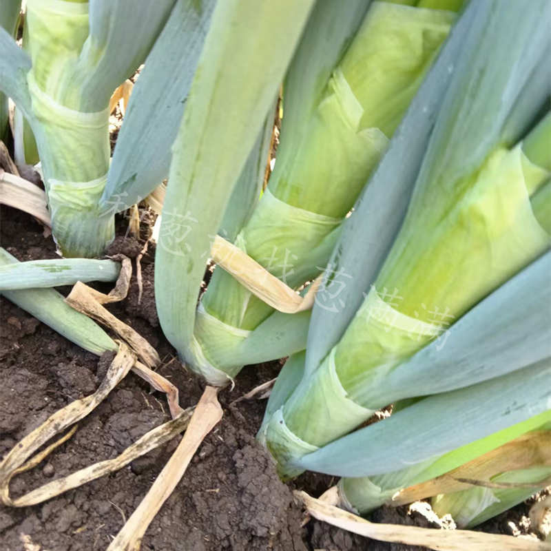 美白大蔥五岔口實拍