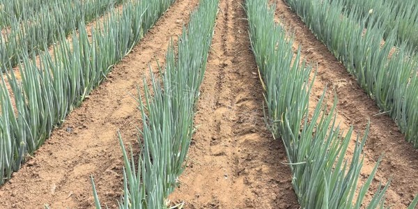 大蔥品種：美白在黑龍江地區的種植表現