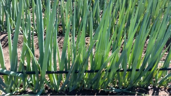 蔥滿滿黑龍江齊齊哈爾美白鋼蔥大規(guī)模種植案例 蔥滿滿黑龍江齊齊哈爾美白鋼蔥大規(guī)模種植案例