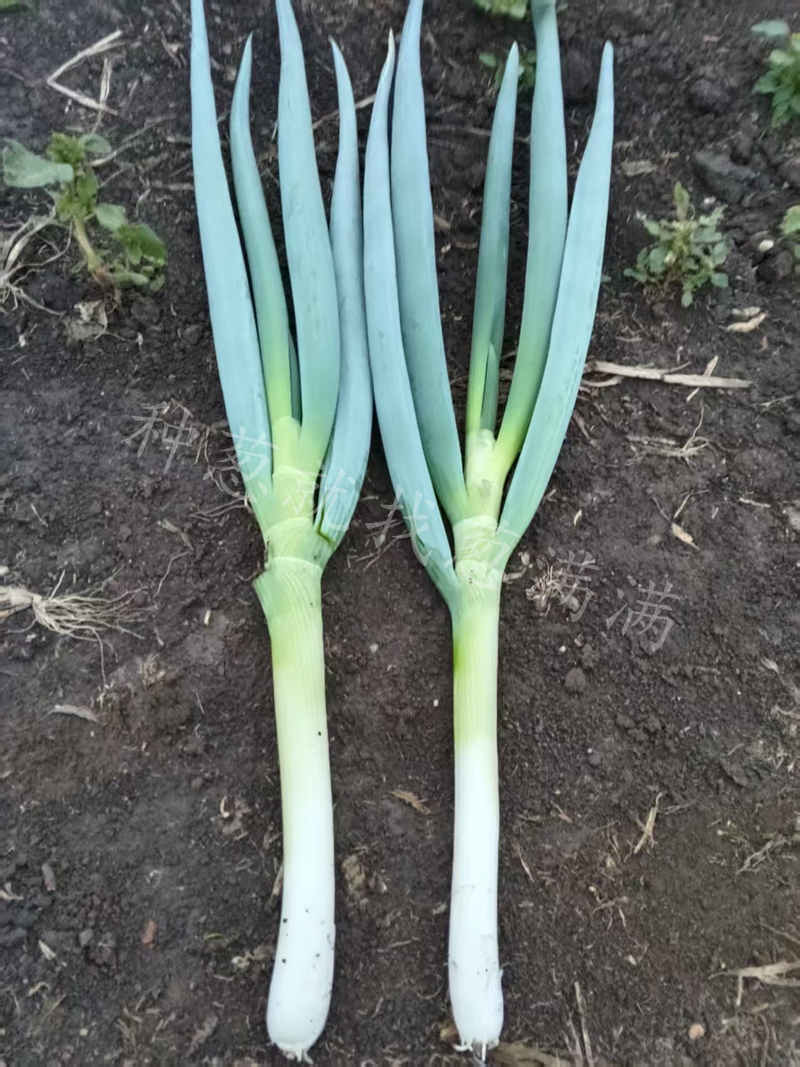 訥河美白大蔥